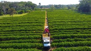 Crédito rural para pequenos produtores em Mato Grosso.
