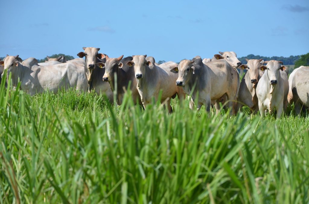 Diferenças entre carne de boi a pasto e carne de boi de confinamento