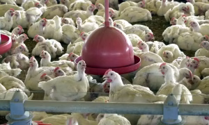 Exportações de frango do Brasil retomadas após fim das restrições sanitárias