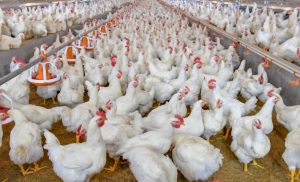 Japão amplia bloqueio à carne de frango brasileira por causa de gripe aviária