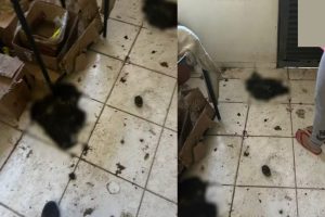 Gato morto em investigação de ritual de bruxaria em Cuiabá