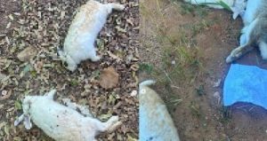 Coelhos mortos a pauladas na Apae usados em terapias com crianças