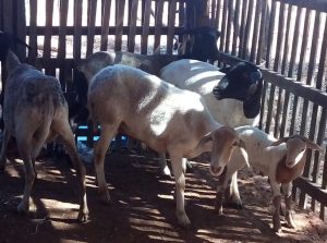 Vacina Excell 10 suspensa em Mato Grosso após mortes de animais no Piauí