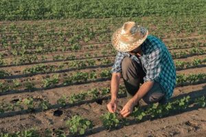 agricultor familiar beneficiado pelo AgroAmigo em Mato Grosso