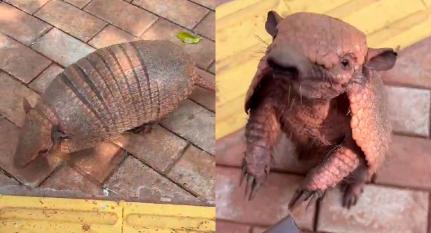 Tatu-peba "pedindo comida" em Tangará da Serra, viraliza nas redes sociais.