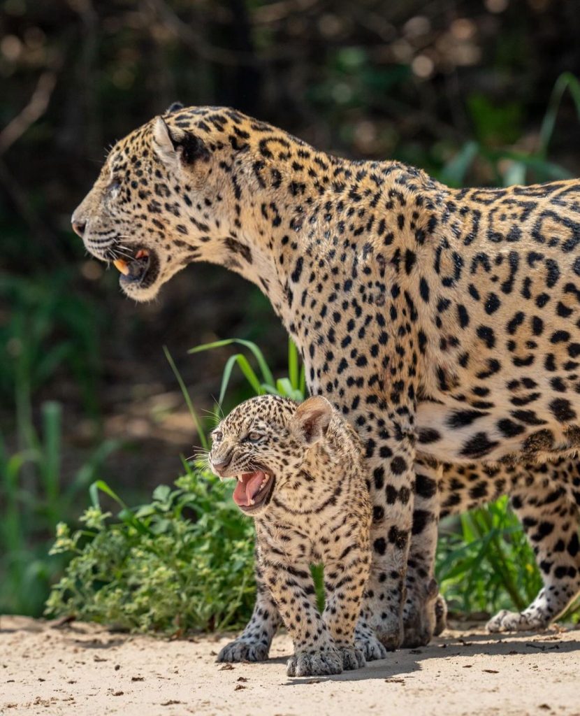 Filhote de onça pintada brincando com a mãe no Pantanal