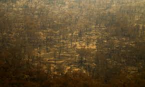 - Incêndios e seca no Pantanal e Amazônia atingem recordes históricos.
