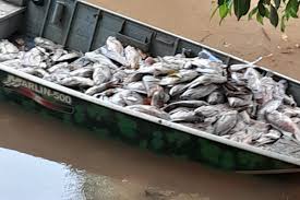 - Mil peixes mortos no lago do Parque Ecológico em Sorriso após temporal.