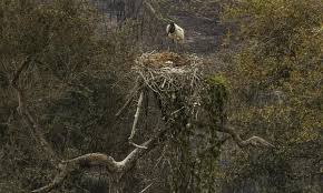- Caminhões-pipa abastecendo pontos de dessedentação no Pantanal para ajudar animais.