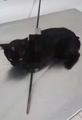 Gato resgatado com flecha no corpo em Alta Floresta precisa de doações para custear tratamento.