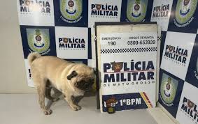 Mulher presa em Cuiabá por sequestro de cão Pug e extorsão.