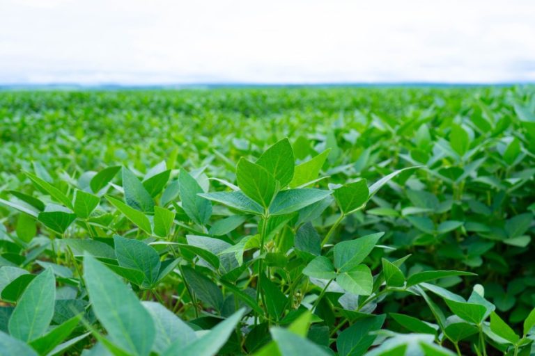 Oportunidades no mercado de carbono para o agronegócio brasileiro com a regulamentação do SBCE.