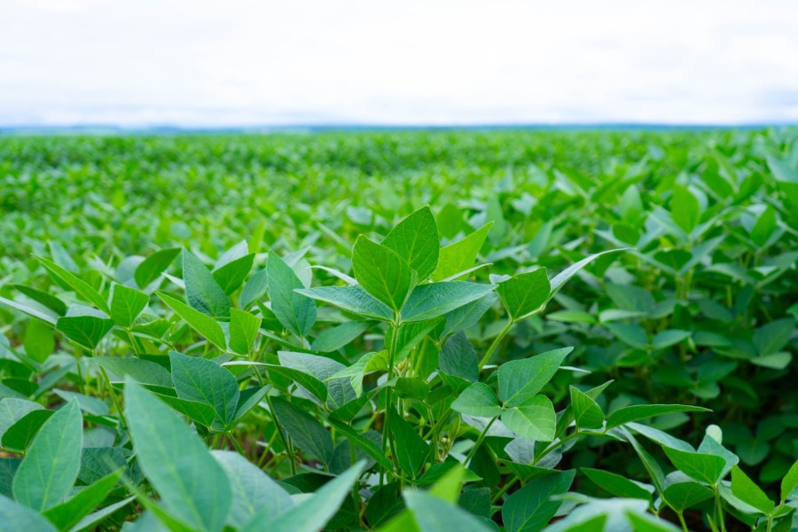 Oportunidades no mercado de carbono para o agronegócio brasileiro com a regulamentação do SBCE.