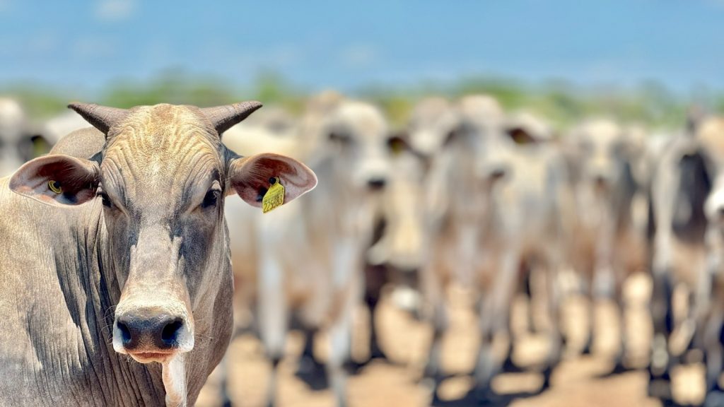 Rebanho bovino em Mato Grosso, referência no aumento da produção e exportação de carne bovina.