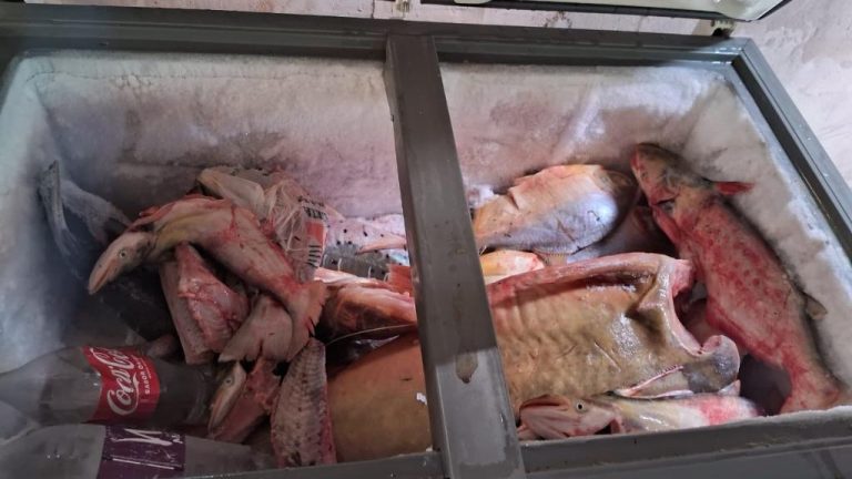 Operação da Sema no Rio Vermelho apreende 81 quilos de pescado durante fiscalização contra pesca predatória no período de piracema.