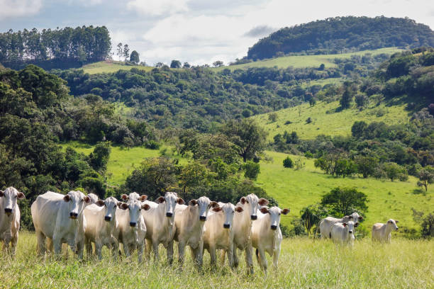 Produção de carne bovina no Brasil com destaque para o Mato Grosso e avanços no confinamento.