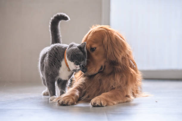 - Cadastro Nacional de Animais Domésticos sancionado por Lula promove saúde animal.