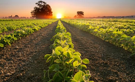 Plantação de soja em Mato Grosso durante a safra 2024/2025.