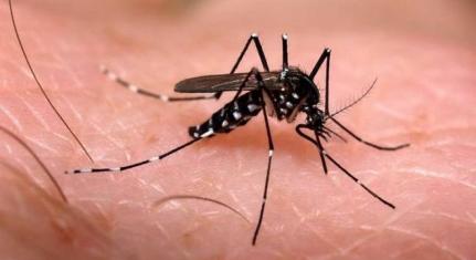 - Combate ao mosquito Aedes aegypti em Mato Grosso durante epidemia de chikungunya.