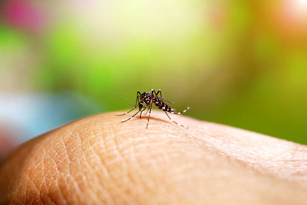 Aumento de dengue e chikungunya em Cuiabá leva à declaração de emergência na saúde pública.