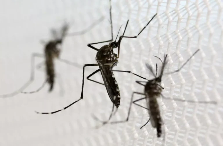 Mosquito Aedes aegypti transmissor da Chikungunya