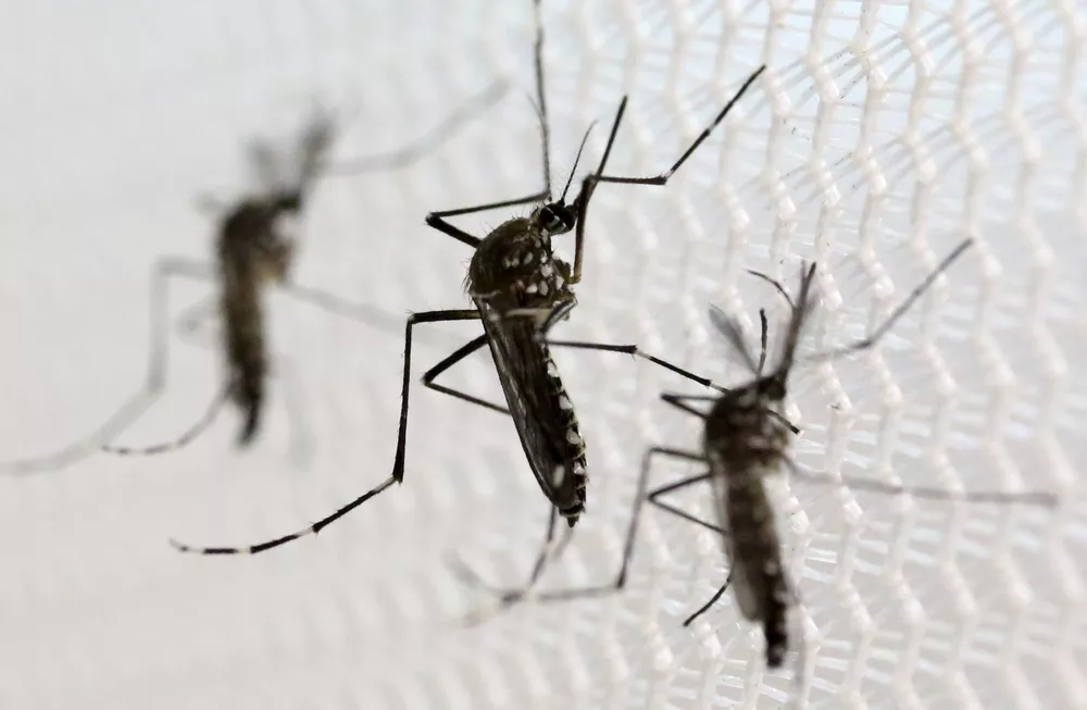 Mosquito Aedes aegypti transmissor da Chikungunya
