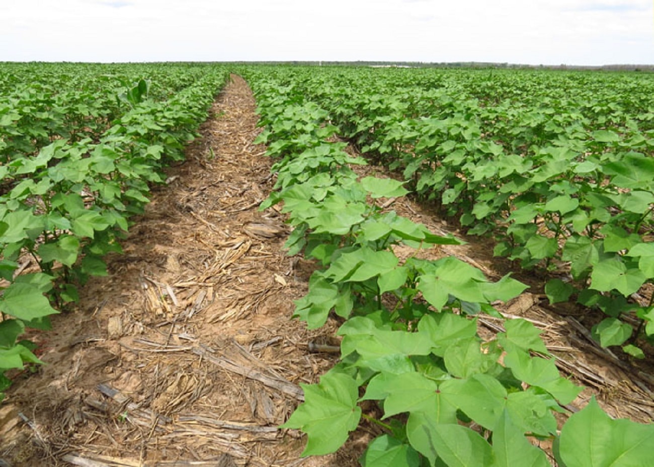 Campo de algodão em Mato Grosso, com previsão de 6,50 milhões de toneladas para a safra 2024/25.