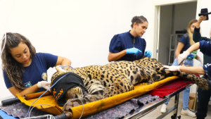 Onça-pintada em reabilitação no CRAS após ataque em MS