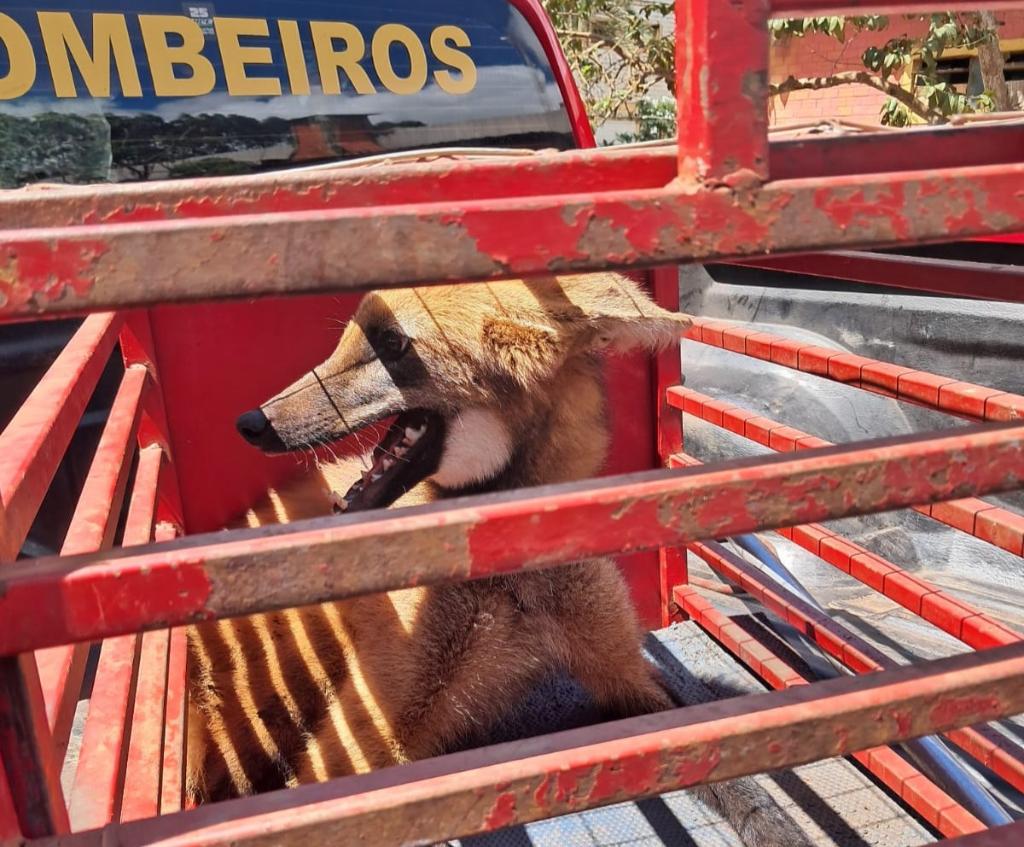 Lobo-guará resgatado em Jaciara por bombeiros após ficar preso em restaurante na BR-364.