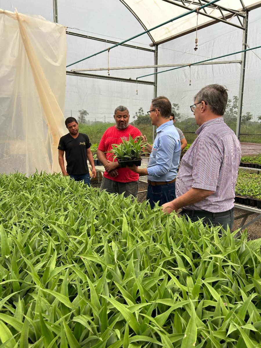 Entrega de cultivares de abacaxi em Tangará da Serra pelo projeto da Unemat