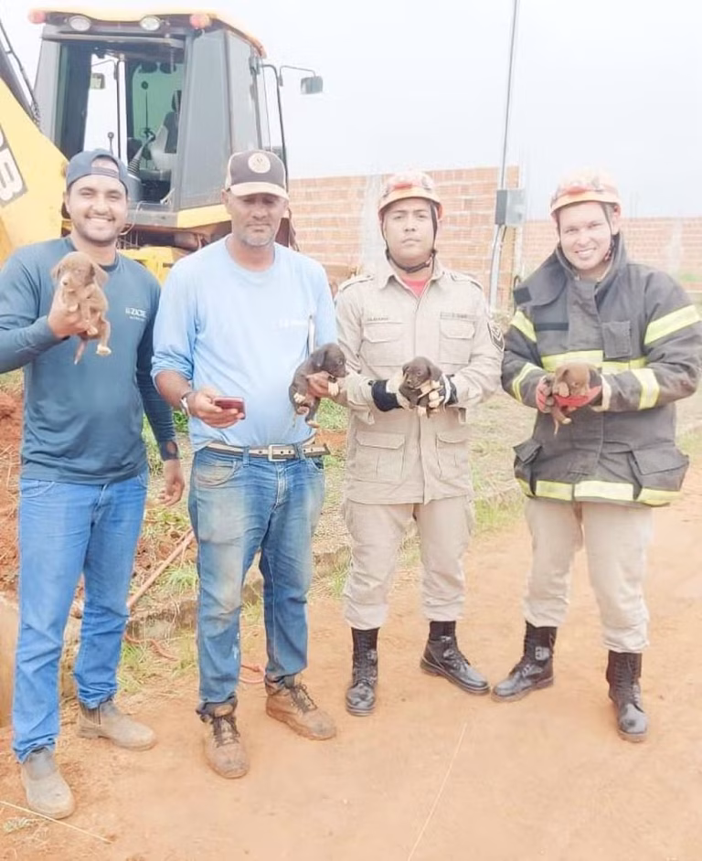 Bombeiros resgatam filhotes de bueiro em Campo Novo do Parecis.