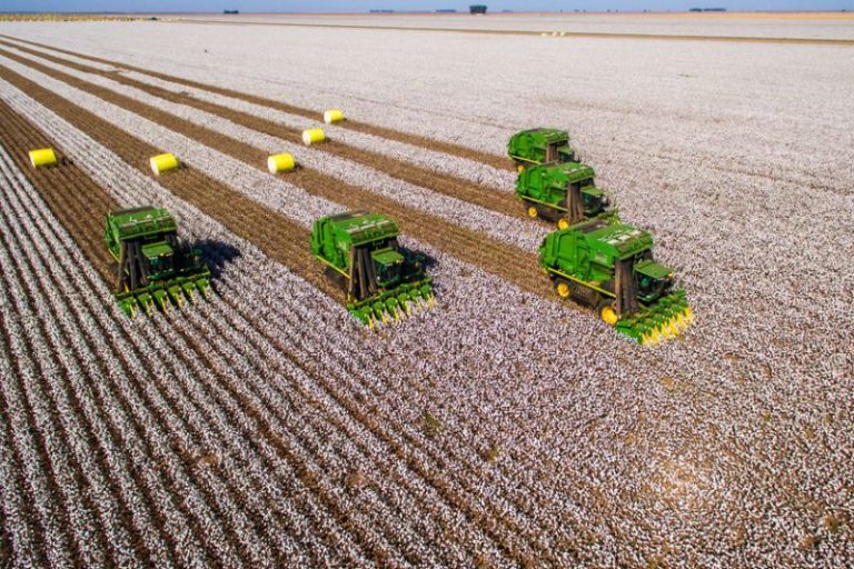 Colheita de algodão representa o crescimento da produção de algodão em Mato Grosso em 2025