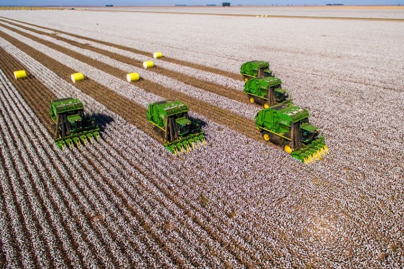 Colheita de algodão representa o crescimento da produção de algodão em Mato Grosso em 2025
