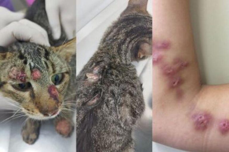 Gato com esporotricose em atendimento veterinário na UFMT, caso de esporotricose em Cuiabá.