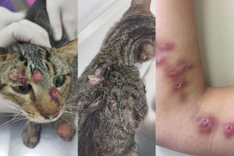 Gato com esporotricose em atendimento veterinário na UFMT, caso de esporotricose em Cuiabá.