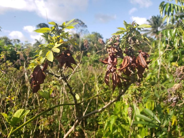 - Planta de mandioca com sintomas da vassoura-de-bruxa da mandioca.