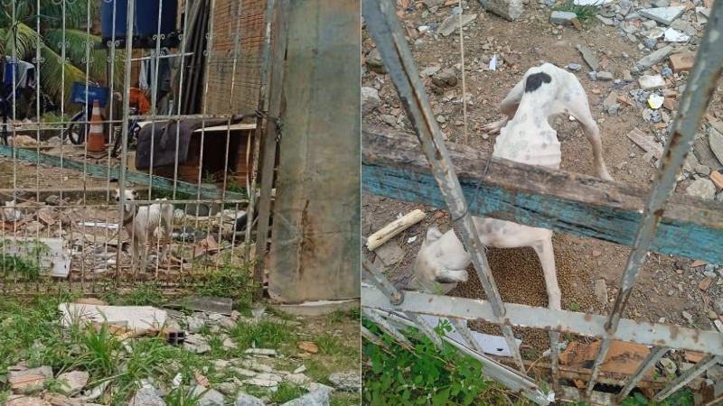 Cães resgatados por maus-tratos em Várzea Grande durante a Operação Sansão