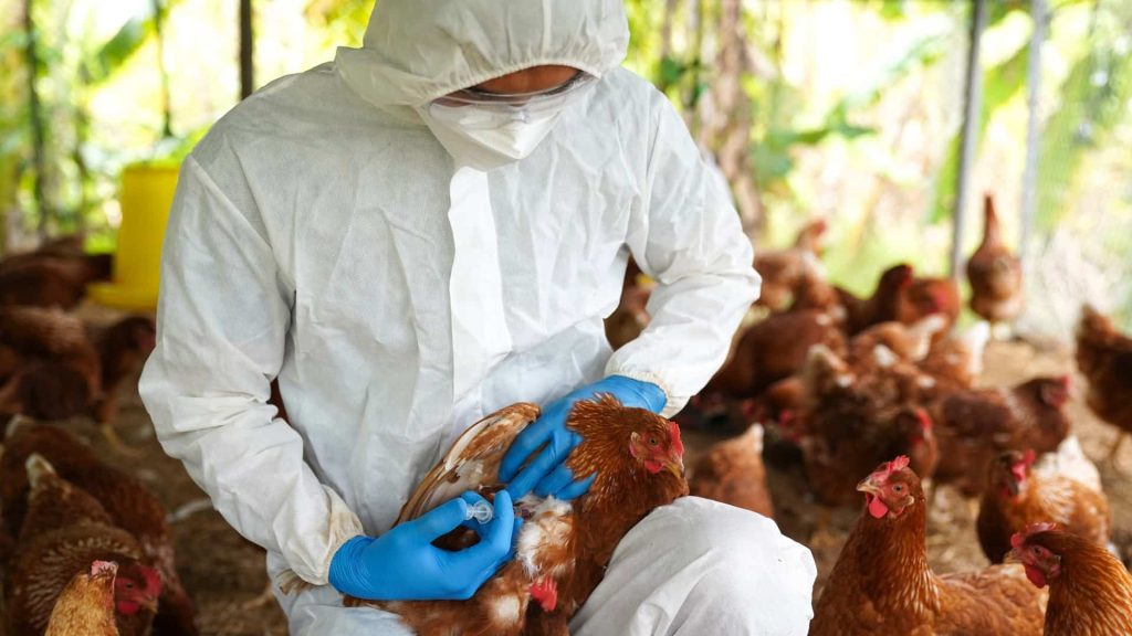 Investigação sobre possível caso de gripe aviária em Nova Brasilândia, Mato Grosso.