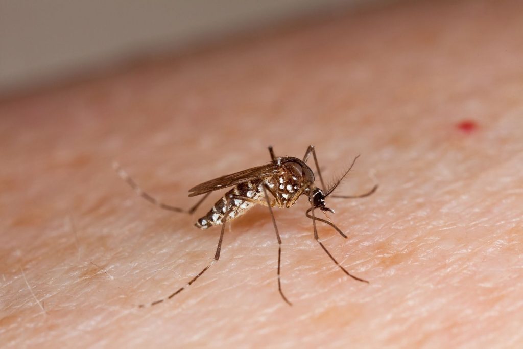 Número de mortos por arboviroses cresce em Mato Grosso em 2025
