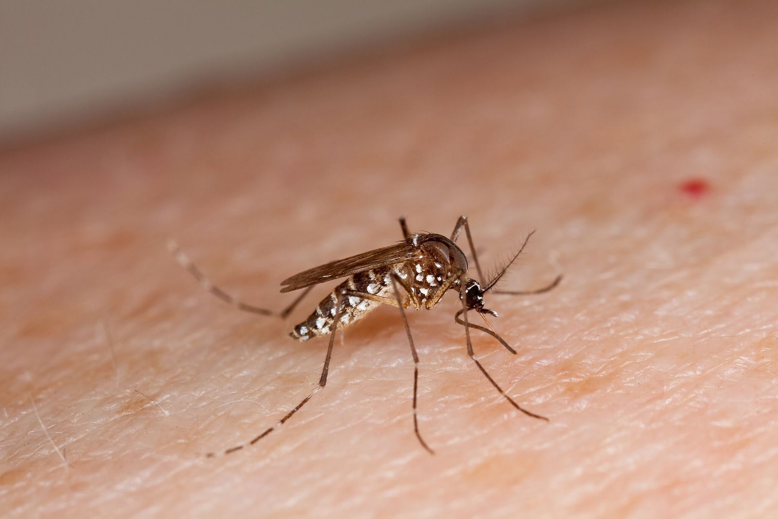 Número de mortos por arboviroses cresce em Mato Grosso em 2025