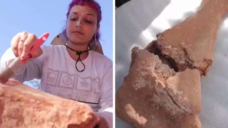 Fósseis de dinossauros articulados encontrados em Chapada dos Guimarães