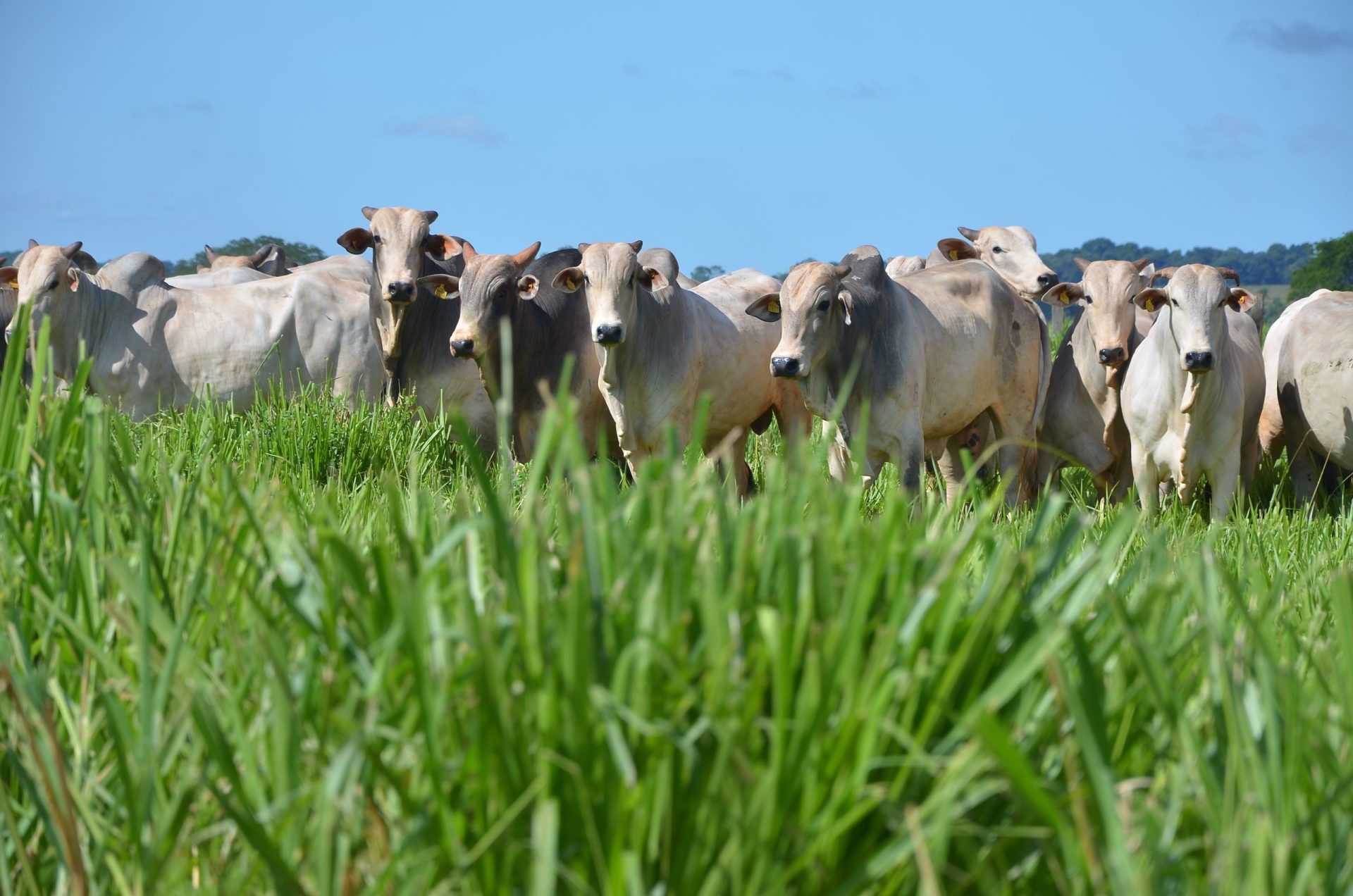 Diferenças entre carne de boi a pasto e carne de boi de confinamento