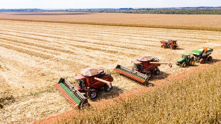 Colheita do milho em Mato Grosso com expectativa de 50,3 milhões de toneladas na safra 2024/2025