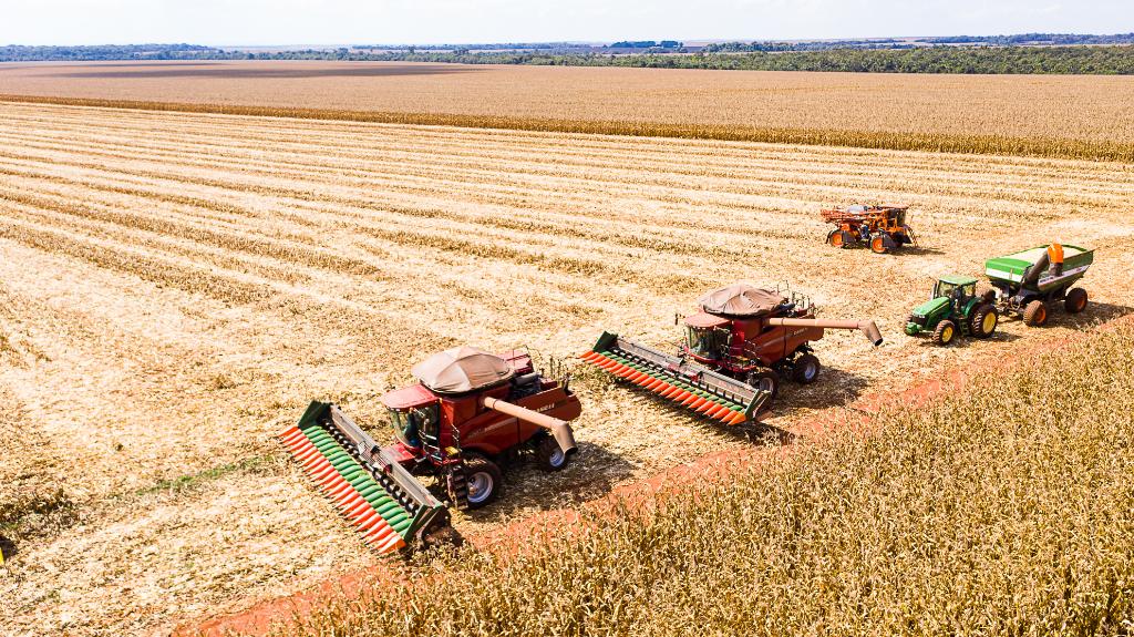 Colheita do milho em Mato Grosso com expectativa de 50,3 milhões de toneladas na safra 2024/2025