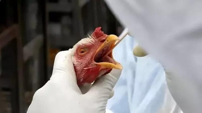 Coleta de material genético em galinhas para teste de gripe aviária em Cuiabá