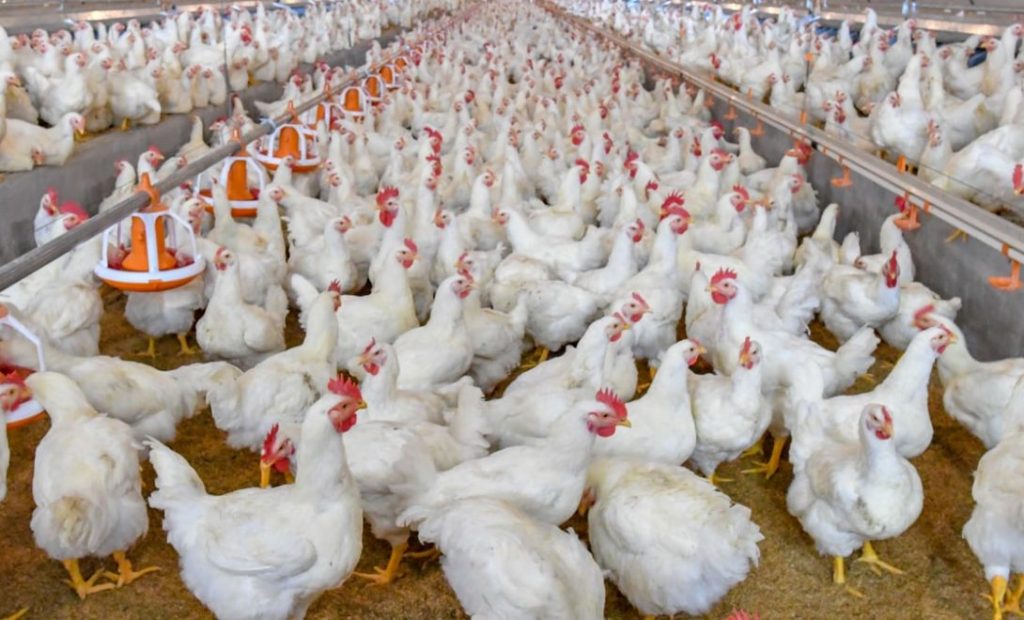 Japão amplia bloqueio à carne de frango brasileira por causa de gripe aviária