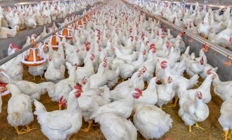 Japão amplia bloqueio à carne de frango brasileira por causa de gripe aviária