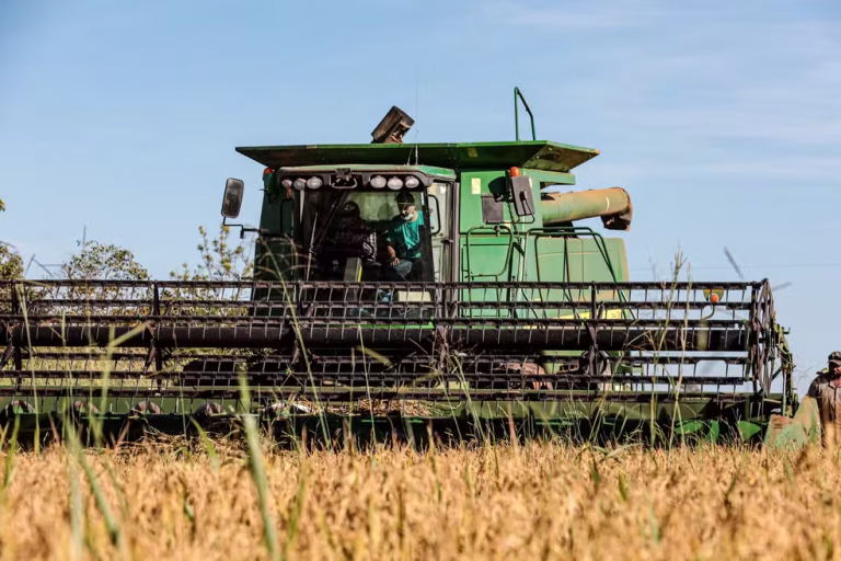 Produção de arroz de sequeiro em Mato Grosso na safra 2023/24