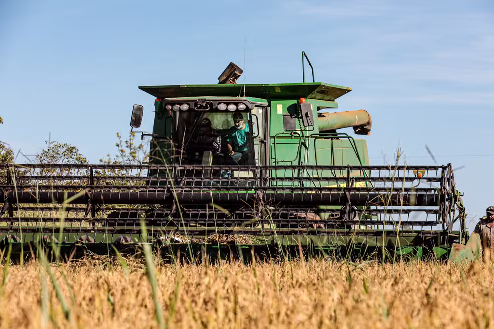 Produção de arroz de sequeiro em Mato Grosso na safra 2023/24