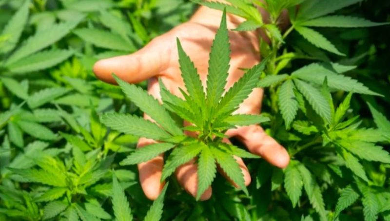 Tribunal de Justiça de Mato Grosso decidiu anular lei municipal sobre cannabis medicinal.
